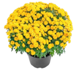 Chrysanthemen Kugel im Angebot bei Thomas Philipps in Mannheim Chrysanthemen Kugel Angebote bei Thomas Philipps Mannheim für 1,39 €