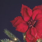 Poinsettia sur clip en promo chez La Foir’Fouille La Rochelle à 2,99 €