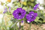Angebot im BBM Baumarkt Rhauderfehn Prospekt BBM Baumarkt Rhauderfehn Prospekt mit im Angebot für 2,79 €