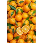 Orange à feuille dans le catalogue Carrefour