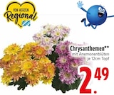 Chrysanthemen Angebote bei EDEKA Augsburg für 2,49 €