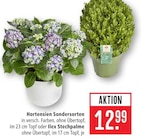 Aktuelles Hortensien Sondersorten Angebot bei Marktkauf in Offenbach (Main) ab 12,99 €