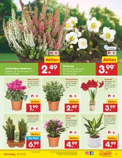 Aktueller Netto Marken-Discount Prospekt mit Stauden, "Aktuelle Angebote", Seite 7