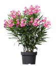 Blume 2000 - Oleander Busch Angebot im Prospekt Oleander Busch bei Blume 2000 im Prospekt "" für 19,99 €
