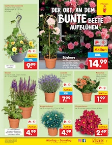 Blumen im Netto Marken-Discount Prospekt "Aktuelle Angebote" mit 66 Seiten (Jena)