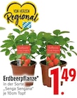 Erdbeerpflanze von  im aktuellen EDEKA Prospekt für 1,49 €