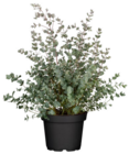 Eukalyptus Angebote bei Hagebaumarkt Siegen für 7,99 €
