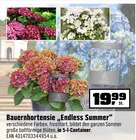 Bauernhortensie "Endless Summer" im Angebot bei OBI in Fulda Bauernhortensie "Endless Summer" Angebote bei OBI Fulda für 19,99 €