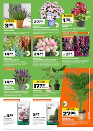 Pflanzen Angebot im aktuellen OBI Prospekt auf Seite 7