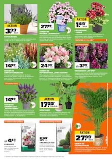 Blumen im OBI Prospekt "BIBERSTARK SPAREN" mit 21 Seiten (Dresden)