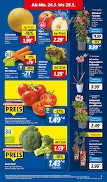 Avocado Angebot im aktuellen Lidl Prospekt auf Seite 3