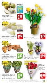 Aktueller EDEKA Prospekt mit Pflanzen, "Aktuelle Angebote", Seite 11