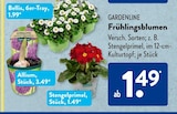 Bellis von Gardenline im aktuellen ALDI SÜD Prospekt für 1,49 €