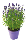 Netto mit dem Scottie Herzberg - Lavendel/Stauden-Mix Angebot im Prospekt Lavendel/Stauden-Mix bei Netto mit dem Scottie im Herzberg Prospekt für 1,99 €