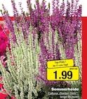 Sommerheide bei Herbrügger im Unna Prospekt für 1,99 €