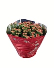 Kalanchoé en coupe en promo à 6,49 € chez Lidl Kalanchoé en coupe dans le catalogue Lidl