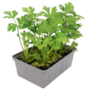 toom Baumarkt Taunusstein - Gemüsenjungpflanzen Angebot im Prospekt Gemüsenjungpflanzen bei toom Baumarkt im Taunusstein Prospekt für 1,99 €