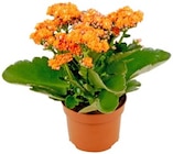 Katzengras Angebote bei REWE Magdeburg für 1,99 €