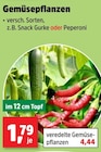 Gemüsepflanzen bei Thomas Philipps im Heiligengrabe Prospekt für 1,79 €
