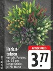 Herbsttulpen Angebote bei E center Erftstadt für 3,77 €