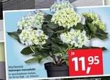 Hortensie Angebot in Niederbreitbach Hortensie im aktuellen Prospekt bei BAUHAUS in Niederbreitbach
