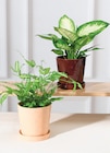 PLANTES VERTES - U Express à Villeneuve-d'Ascq PLANTES VERTES en promo chez U Express Villeneuve-d'Ascq à 5,99 €