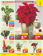 Aktueller Netto Marken-Discount Prospekt mit Blumen, "Aktuelle Angebote", Seite 13