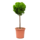 Mini-Stamm-Sortiment von Grow by OBI für 27,99 € bei OBI im Angebot Mini-Stamm-Sortiment von Grow by OBI im aktuellen OBI Prospekt