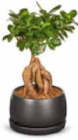 Aktuelle Pflanzen Angebote bei Netto Marken-Discount in Mönchengladbach Aktuelles Bonsai Angebot bei Netto Marken-Discount in Mönchengladbach ab 9,99 €