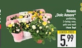 Rosen 'Dolc Amore' im EDEKA Prospekt Rosen 'Dolc Amore' von im aktuellen EDEKA Prospekt für 5,99 €