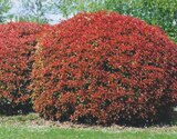 Photinia fraseri x red robin(a) dans le catalogue Hyper U