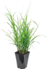 Graminée vivace décorative d’extérieur - GARDENLINE en promo à 4,99 € chez Aldi Graminée vivace décorative d’extérieur - GARDENLINE dans le catalogue Aldi
