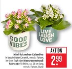 Mini-Kalanchoe Calandiva im Angebot bei Marktkauf in Reutlingen Mini-Kalanchoe Calandiva Angebote bei Marktkauf Reutlingen für 2,99 €