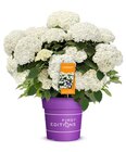 Schneeballhortensie 'FlowerWOW' bei Hagebaumarkt im Ransbach-Baumbach Prospekt für 12,99 €