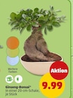 Ginseng-Bonsai Angebote bei Penny Duisburg für 9,99 €