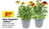 Rauer Sonnenhut „SmileyZ“ im Angebot bei toom Baumarkt in Eisenach Rauer Sonnenhut „SmileyZ“ Angebote bei toom Baumarkt Eisenach für 9,99 €