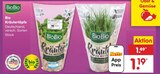 Bio Kräutertöpfe im Angebot bei Netto Marken-Discount in Würzburg Bio Kräutertöpfe Angebote von BioBio bei Netto Marken-Discount Würzburg für 1,19 €