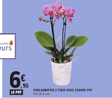 Phalaenopsis 2 tiges avec couvre pot en promo chez E.Leclerc Valence à 6,95 €