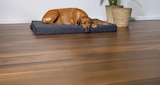 Orthopädisches Hundekissen „Zira“ im Angebot bei Hornbach in Delmenhorst Orthopädisches Hundekissen „Zira“ Angebote von beeztees bei Hornbach Delmenhorst für 69,99 €