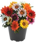 Flammendes Kännchen im Angebot bei REWE in Pirna Flammendes Kännchen Angebote von REWE Beste Wahl bei REWE Pirna für 1,99 €