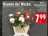 Beet und Balkonpflanzen bei EDEKA im Verl Prospekt für 7,99 €