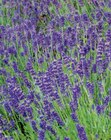 Lavendel Angebote bei toom Baumarkt Beckum für 2,99 €
