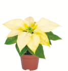 Weihnachtssterne von Fairtrade im aktuellen toom Baumarkt Prospekt für 2,19 €