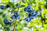 Promo Myrtille en variétés à 9,99 € dans le catalogue Jardiland à Blesmes