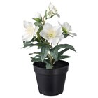 Topfpflanze, künstlich drinnen/draußen Christrose von VINTERFINT für 5,99 € bei IKEA im Angebot Topfpflanze, künstlich drinnen/draußen Christrose von VINTERFINT im aktuellen IKEA Prospekt