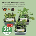 Salat- und Gemüsepflanzen von  im aktuellen V-Markt Prospekt für 2,29 €