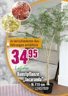 Kunstpflanze "Jacaranda" von Lafiora im aktuellen Hornbach Prospekt für 34,95 €