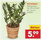 Gartenbepflanzung im Netto Marken-Discount Prospekt Glücksfeder im aktuellen Netto Marken-Discount Prospekt für 5,99 €