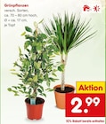 Aktuelles Grünpflanzen Angebot bei Netto Marken-Discount in Essen ab 2,99 €