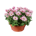 Chrysanthemenschale im Lidl Prospekt Chrysanthemenschale im aktuellen Lidl Prospekt für 3,49 €